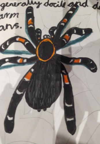 Mexikanische Tarantel. 2019.